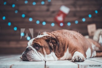 Bild på Cute English bulldog lying uner xmas tree